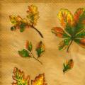 foret0075-1c.jpg (3321 octets)