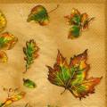 foret0075-1d.jpg (3553 octets)