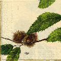 foret0087-1a.jpg (5553 octets)