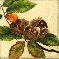 foret0087-1b.jpg (6578 octets)