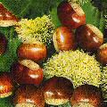 foret0088-1a.jpg (6483 octets)