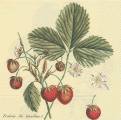 fraises0010-1.jpg (3475 octets)