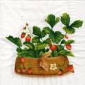 fraises0072-1.jpg (3557 octets)