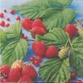fruits_rouges0001c.jpg (3984 octets)