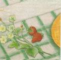 fruits_rouges0004-1a.jpg (3407 octets)