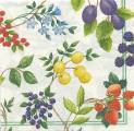 fruits_rouges0005b.jpg (5054 octets)