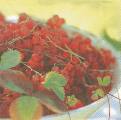 fruits_rouges0006b.jpg (3268 octets)