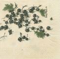 fruits_rouges0021-1b.jpg (3492 octets)
