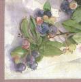 fruits_rouges0027-1a.jpg (3329 octets)