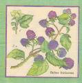 fruits_rouges0033-1.jpg (3820 octets)