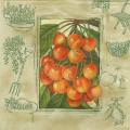 fruits_rouges0043-1c.jpg (3588 octets)