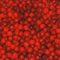 fruits_rouges0069-1.jpg (3601 octets)