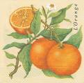 oranges0001.jpg (3521 octets)