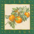 oranges0002-1.jpg (3962 octets)