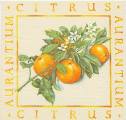 oranges0002.jpg (3805 octets)