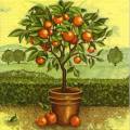 oranges0004-2.jpg (4410 octets)