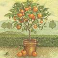 oranges0004.jpg (3607 octets)