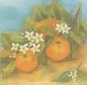 oranges0006.jpg (2983 octets)