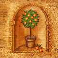 oranges0022-4.jpg (3873 octets)