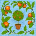 oranges0032-1.jpg (4486 octets)