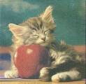 pommes0019.jpg (3193 octets)
