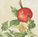 pommes0040-1d.jpg (3299 octets)