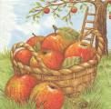 pommes0058-1.jpg (3958 octets)