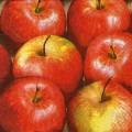 pommes0095-1.jpg (3410 octets)