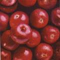 pommes0097-1.jpg (3088 octets)