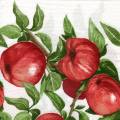 pommes0105-1.jpg (4393 octets)