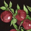 pommes0105-3.jpg (3609 octets)