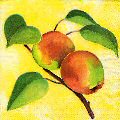 pommes0130-1.jpg (6032 octets)