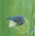 raisin0005b.jpg (2359 octets)