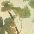 raisin0016-1a.JPG (2924 octets)