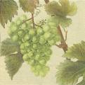 raisin0016-1b.JPG (3249 octets)