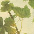 raisin0016-2a.JPG (2913 octets)