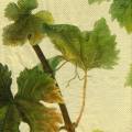 raisin0016-3a.JPG (3282 octets)