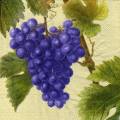 raisin0016-3b.JPG (3776 octets)