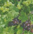 raisin0020-1a.JPG (3849 octets)