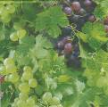 raisin0020-1b.JPG (3891 octets)