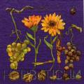 raisin0023-2.JPG (4033 octets)