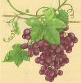 raisin0033-1b.JPG (3548 octets)