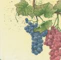 raisin0035-1.JPG (3409 octets)