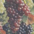 raisin0043-1.jpg (3488 octets)