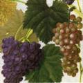 Caspari