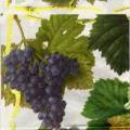 Caspari
