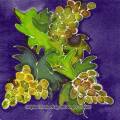 raisin0062-1.jpg (4337 octets)