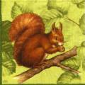 anim0034-1b.jpg (3771 octets)