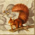 anim0034-2a.jpg (3740 octets)