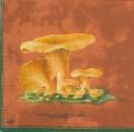 champi0005-2a.jpg (2680 octets)